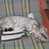 IMG 0267 IMG 0267