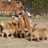 Рыжие Бретонские бассеты Рыжие Бретонские бассеты