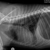 Valko Petros Oural Abdomen LL 1