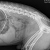 Valko Petros Oural Abdomen LL