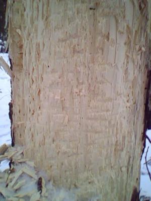 Прикрепленное изображение: IMG0013A.jpg
