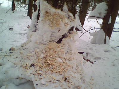 Прикрепленное изображение: IMG0017A.jpg