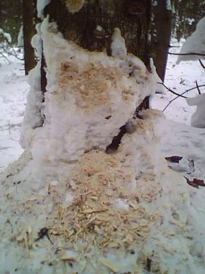 Прикрепленное изображение: IMG0015A.jpg