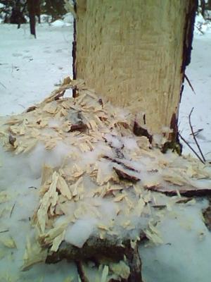 Прикрепленное изображение: IMG0014A.jpg