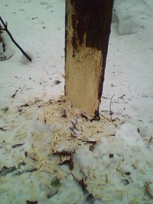 Прикрепленное изображение: IMG0012A.jpg