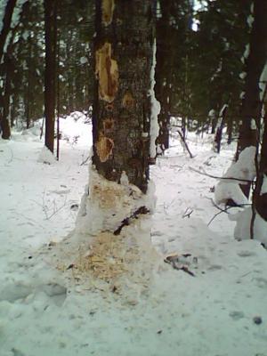 Прикрепленное изображение: IMG0018A.jpg