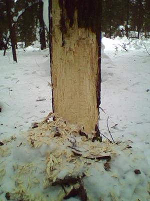 Прикрепленное изображение: IMG0011A.jpg