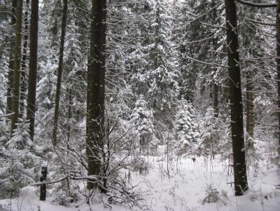 Прикрепленное изображение: IMG_3171.jpg