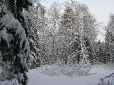 Прикрепленное изображение: IMG_3181.jpg