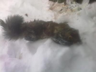 Прикрепленное изображение: 230120132367.jpg