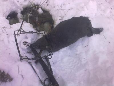 Прикрепленное изображение: 270120132369.jpg