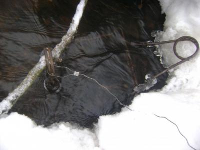 Прикрепленное изображение: 6.01.13г. сеголеток у Купальни.JPG