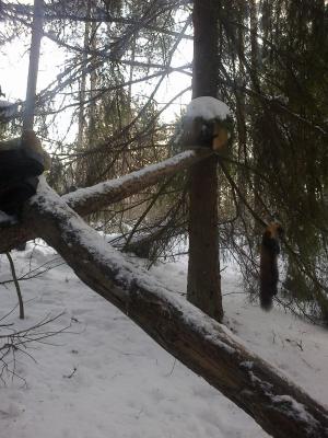 Прикрепленное изображение: 28012013034.jpg
