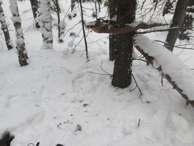 Прикрепленное изображение: IMG_1817.JPG