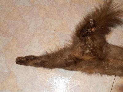 Прикрепленное изображение: DSCN4350.JPG