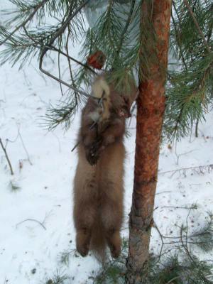 Прикрепленное изображение: kun_101215.jpg