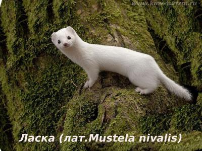 Прикрепленное изображение: ласка 2.jpg