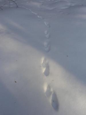 Прикрепленное изображение: DSC00088.JPG