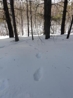 Прикрепленное изображение: DSC00089.JPG