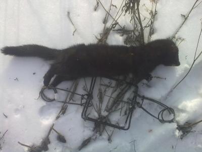Прикрепленное изображение: 230220132411.jpg