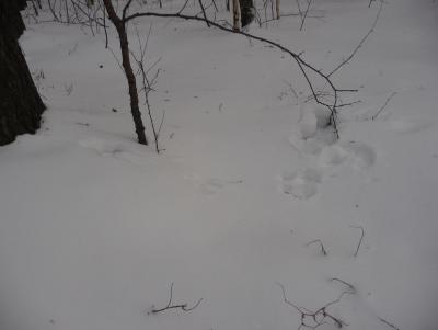 Прикрепленное изображение: P1080734.JPG