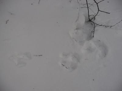 Прикрепленное изображение: P1080736.JPG