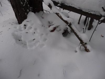 Прикрепленное изображение: P1080725.JPG
