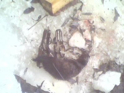 Прикрепленное изображение: IMG0158A.jpg
