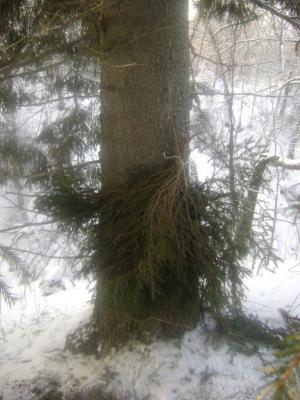 Прикрепленное изображение: DSC08188.JPG
