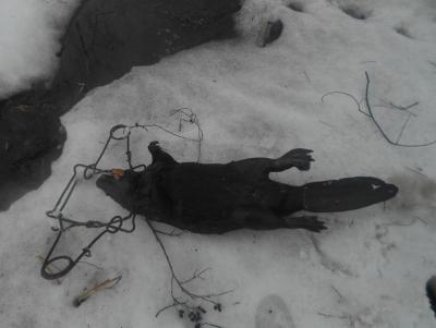 Прикрепленное изображение: DSCN3324.JPG