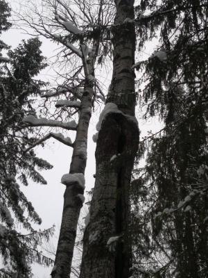 Прикрепленное изображение: 2017-02-04-054.jpg