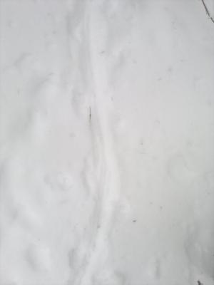 Прикрепленное изображение: 2017-02-04-051.jpg