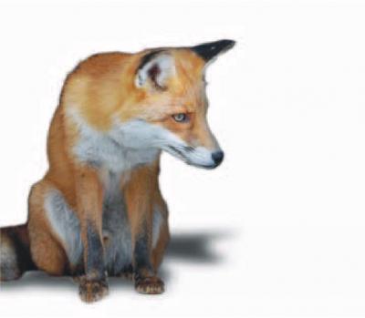Прикрепленное изображение: fox23.jpg