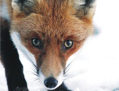 Прикрепленное изображение: fox21.jpg