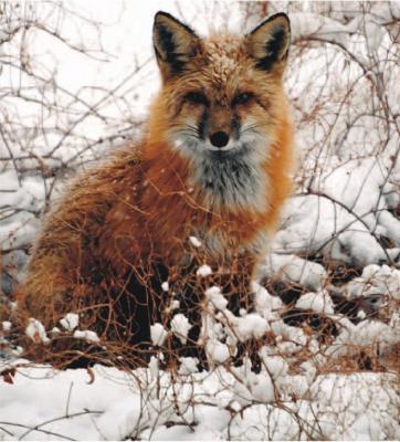 Прикрепленное изображение: fox22.jpg