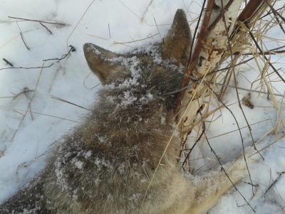 Прикрепленное изображение: 20140310_1135411.jpg
