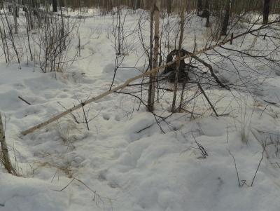 Прикрепленное изображение: 20140310_1126251.jpg