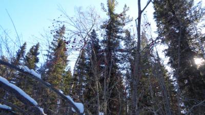 Прикрепленное изображение: DSC00142.JPG