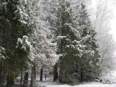 Прикрепленное изображение: IMG_2307.jpg