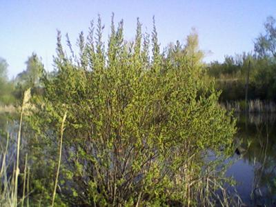 Прикрепленное изображение: Photo-0007.jpg
