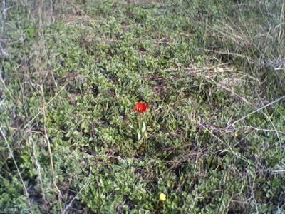 Прикрепленное изображение: Photo-0013.jpg