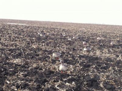 Прикрепленное изображение: счет № 3 от 17.04.12 013.jpg
