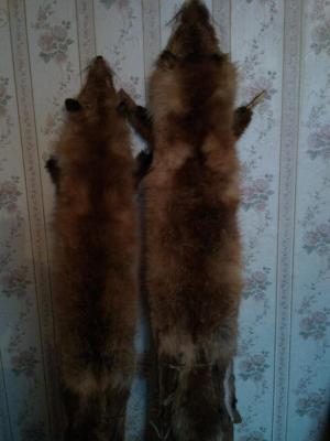 Прикрепленное изображение: DSC06472.JPG
