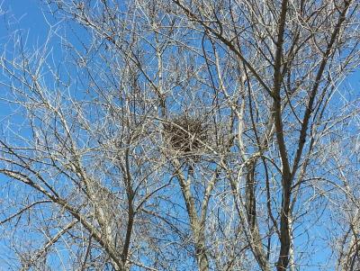 Прикрепленное изображение: 20140408_143651_Затонская_СѓР».1.jpg