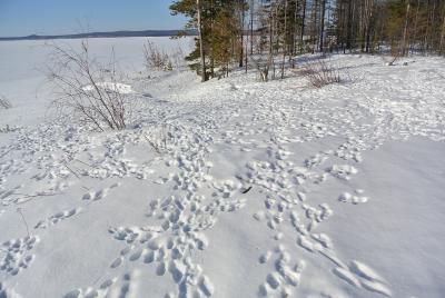 Прикрепленное изображение: DSC_4615.JPG