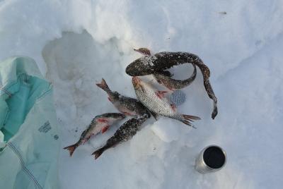 Прикрепленное изображение: DSC_4782.JPG