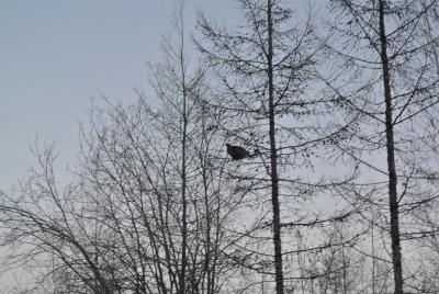 Прикрепленное изображение: DSC_4587.JPG