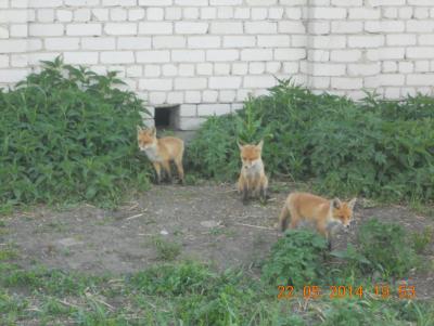 Прикрепленное изображение: DSCN0956.JPG