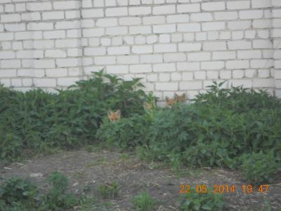Прикрепленное изображение: DSCN0952.JPG