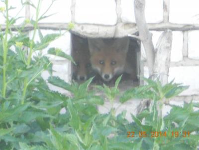 Прикрепленное изображение: DSCN0951.JPG